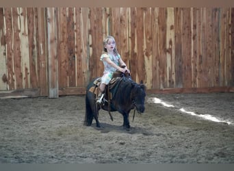 Más ponis/caballos pequeños, Yegua, 6 años, 69 cm, Ruano azulado