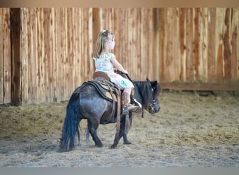 Más ponis/caballos pequeños, Yegua, 6 años, 69 cm, Ruano azulado