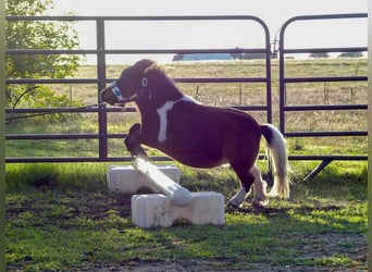 Más ponis/caballos pequeños, Yegua, 6 años, 71 cm, Pío