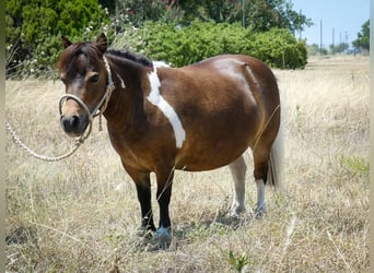 Más ponis/caballos pequeños, Yegua, 6 años, 71 cm, Pío
