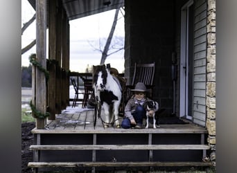 Más ponis/caballos pequeños, Yegua, 6 años, 74 cm