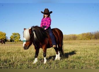 Más ponis/caballos pequeños, Yegua, 6 años, 86 cm, Castaño rojizo