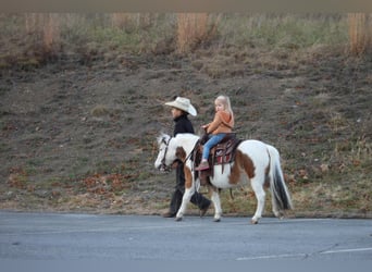 Más ponis/caballos pequeños, Yegua, 6 años, 91 cm, Pío