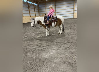 Más ponis/caballos pequeños, Yegua, 6 años, 91 cm, Pío