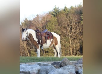 Más ponis/caballos pequeños, Yegua, 6 años, 91 cm, Pío