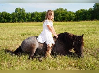 Más ponis/caballos pequeños, Yegua, 6 años, 91 cm, Ruano azulado