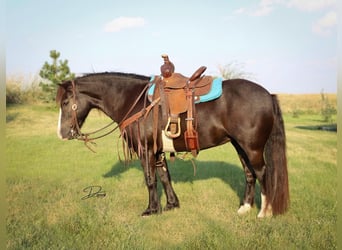 Más ponis/caballos pequeños, Yegua, 7 años, 117 cm, Negro