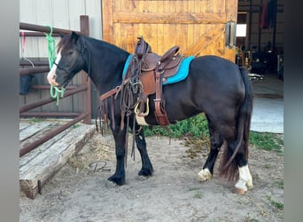 Más ponis/caballos pequeños, Yegua, 7 años, 117 cm, Negro