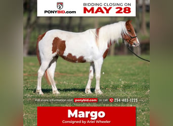 Más ponis/caballos pequeños, Yegua, 7 años, 119 cm, Pío