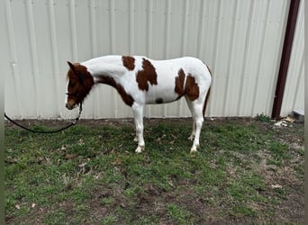 Más ponis/caballos pequeños, Yegua, 7 años, 119 cm, Pío