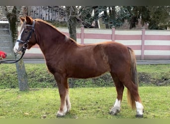 Más ponis/caballos pequeños, Yegua, 7 años, 123 cm, Alazán