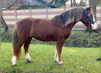 Más ponis/caballos pequeños, Yegua, 7 años, 123 cm, Alazán