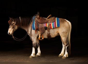 Más ponis/caballos pequeños, Yegua, 7 años, 124 cm