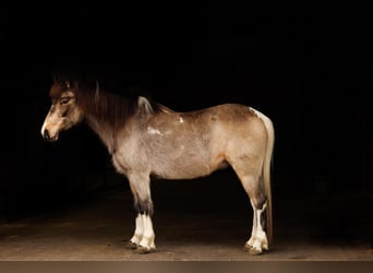 Más ponis/caballos pequeños, Yegua, 7 años, 124 cm