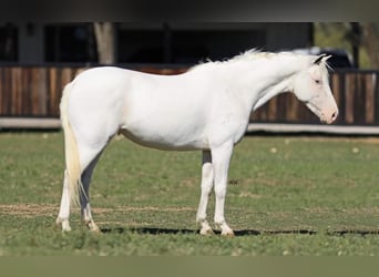 Más ponis/caballos pequeños, Yegua, 7 años, 130 cm, White/Blanco