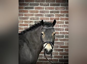 Más ponis/caballos pequeños, Yegua, 7 años, 133 cm, Castaño