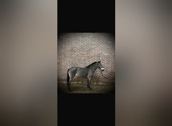 Más ponis/caballos pequeños, Yegua, 7 años, 133 cm, Castaño