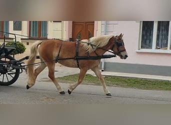 Más ponis/caballos pequeños, Yegua, 7 años, 135 cm, Alazán