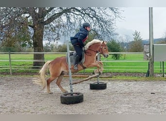 Más ponis/caballos pequeños, Yegua, 7 años, 135 cm, Alazán