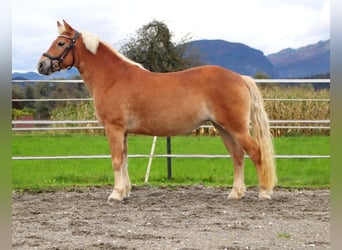 Más ponis/caballos pequeños, Yegua, 7 años, 135 cm, Alazán