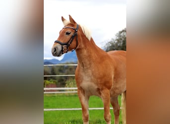 Más ponis/caballos pequeños, Yegua, 7 años, 135 cm, Alazán