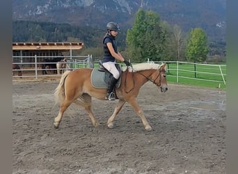 Más ponis/caballos pequeños, Yegua, 7 años, 135 cm, Alazán