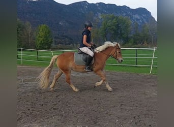 Más ponis/caballos pequeños, Yegua, 7 años, 135 cm, Alazán