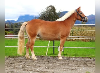 Más ponis/caballos pequeños, Yegua, 7 años, 135 cm, Alazán