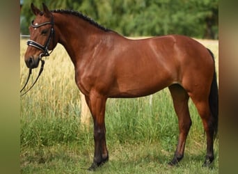 Más ponis/caballos pequeños, Yegua, 7 años, 143 cm, Castaño