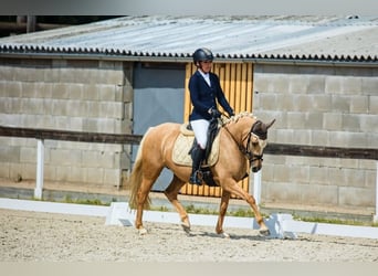 Más ponis/caballos pequeños, Yegua, 7 años, 144 cm, Palomino