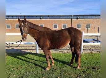 Más ponis/caballos pequeños, Yegua, 7 años, 145 cm, Alazán-tostado