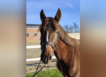 Más ponis/caballos pequeños, Yegua, 7 años, 145 cm, Alazán-tostado