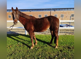 Más ponis/caballos pequeños, Yegua, 7 años, 145 cm, Alazán-tostado