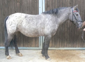 Más ponis/caballos pequeños, Yegua, 7 años, 145 cm, Atigrado/Moteado