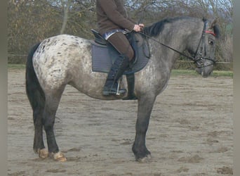 Más ponis/caballos pequeños, Yegua, 7 años, 145 cm, Atigrado/Moteado