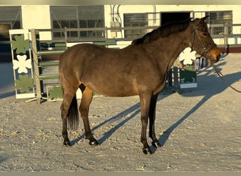 Más ponis/caballos pequeños, Yegua, 7 años, 145 cm