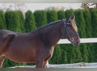 Más ponis/caballos pequeños, Yegua, 7 años, 145 cm, Castaño