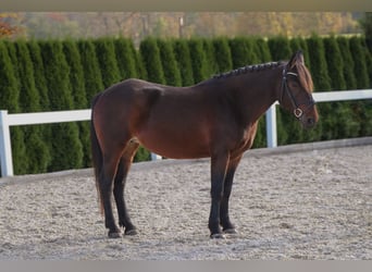 Más ponis/caballos pequeños, Yegua, 7 años, 145 cm, Castaño