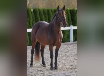 Más ponis/caballos pequeños, Yegua, 7 años, 145 cm, Castaño