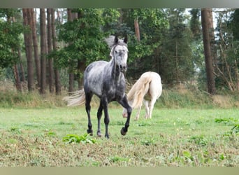 Más ponis/caballos pequeños Mestizo, Yegua, 7 años, 145 cm, Tordillo negro