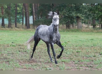 Más ponis/caballos pequeños Mestizo, Yegua, 7 años, 145 cm, Tordillo negro