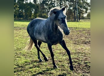 Más ponis/caballos pequeños Mestizo, Yegua, 7 años, 145 cm, Tordillo negro