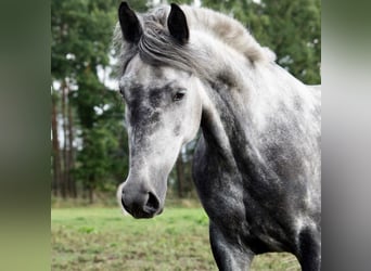 Más ponis/caballos pequeños Mestizo, Yegua, 7 años, 145 cm, Tordillo negro