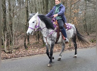 Más ponis/caballos pequeños, Yegua, 7 años, 145 cm, Tordo rodado