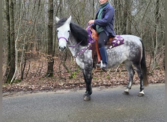 Más ponis/caballos pequeños, Yegua, 7 años, 145 cm, Tordo rodado