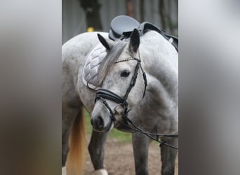 Más ponis/caballos pequeños, Yegua, 7 años, 146 cm