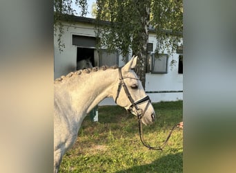 Más ponis/caballos pequeños, Yegua, 7 años, 146 cm, Tordo rodado