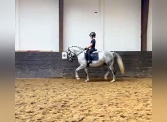 Más ponis/caballos pequeños, Yegua, 7 años, 146 cm, Tordo rodado