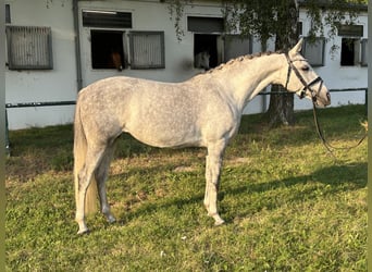 Más ponis/caballos pequeños, Yegua, 7 años, 146 cm, Tordo rodado