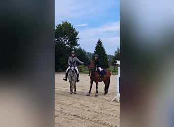 Más ponis/caballos pequeños, Yegua, 7 años, 146 cm, Tordo rodado